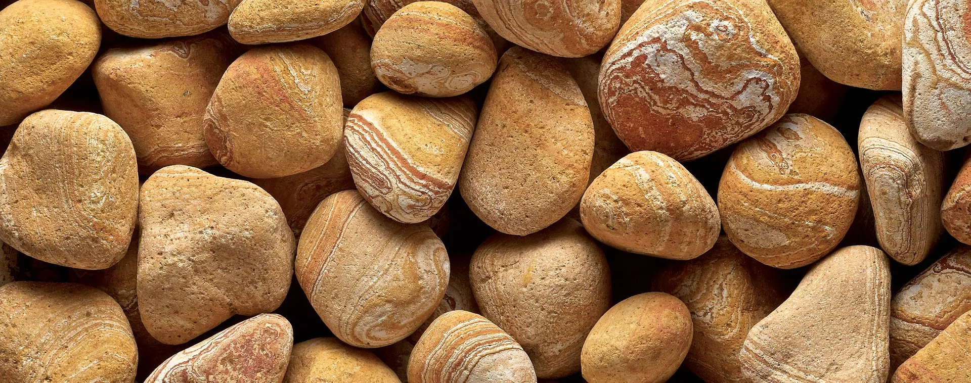 izmir veteriner kliniği