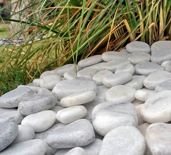 Beauty of Discus Alize 